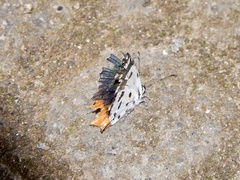 Talicada nyseus nyseus