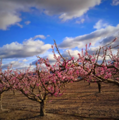 Prunus persica nucipersica