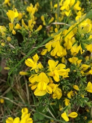 Genista pilosa