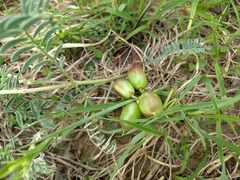 Astragalus crassicarpus