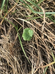 Hydrocotyle vulgaris