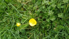 Ranunculus repens