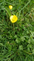 Ranunculus repens