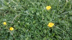 Ranunculus repens