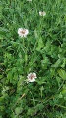 Trifolium repens