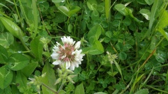 Trifolium repens