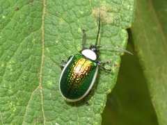 Asphaera albomarginata