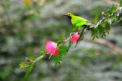 Chloropsis aurifrons