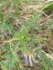 Astragalus crassicarpus