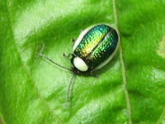 Asphaera albomarginata