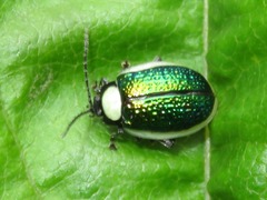 Asphaera albomarginata
