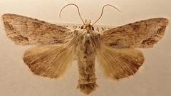 Ichneutica mollis
