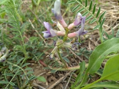 Astragalus crassicarpus