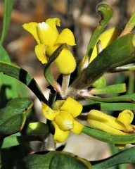 Persoonia comata