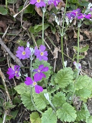 Primula denticulata