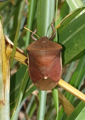 Basicryptus costalis
