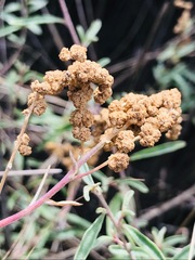 Atriplex paludosa paludosa