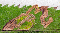 Stigmella magdalenae