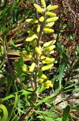 Persoonia comata