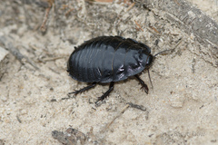 Geoscapheus robustus