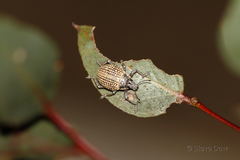 Catasarcus transversalis