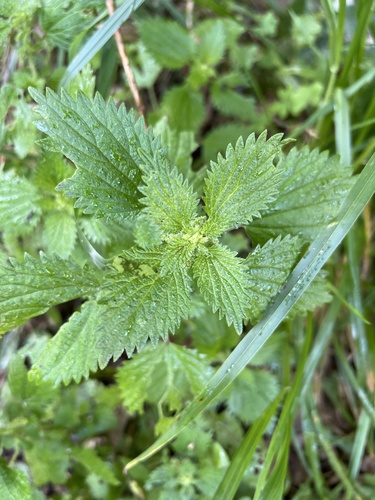 Urtica membranacea image