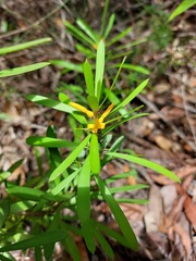 Persoonia mollis