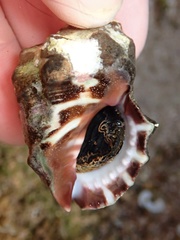 Menathais intermedia