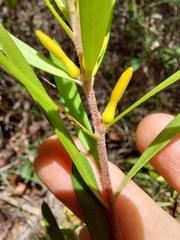 Persoonia mollis