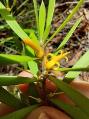 Persoonia mollis