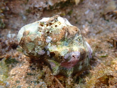 Menathais intermedia