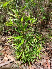 Persoonia mollis