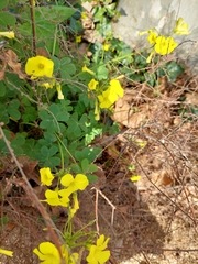 Oxalis pes-caprae