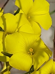 Oxalis pes-caprae