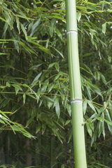 Phyllostachys viridiglaucescens