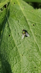 Calliphoridae