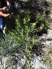 Persoonia comata