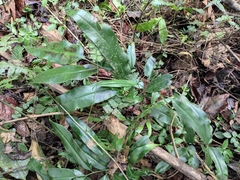 Coniogramme intermedia