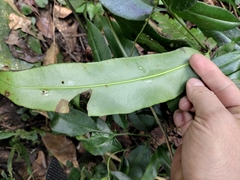 Coniogramme intermedia