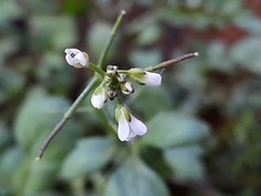 Cardamine occulta