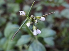 Cardamine occulta