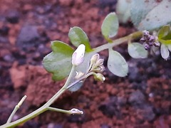 Cardamine occulta