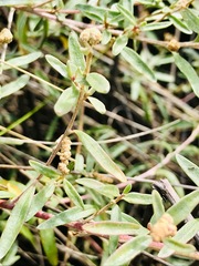Atriplex paludosa paludosa