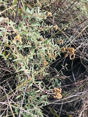 Atriplex paludosa paludosa