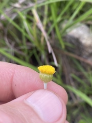 Phacellothrix cladochaeta