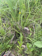 Phacellothrix cladochaeta