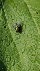 Calliphoridae