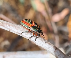 Coleotichus costatus