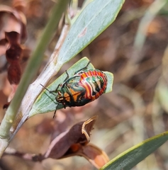 Coleotichus costatus
