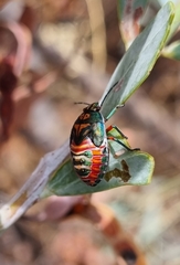 Coleotichus costatus